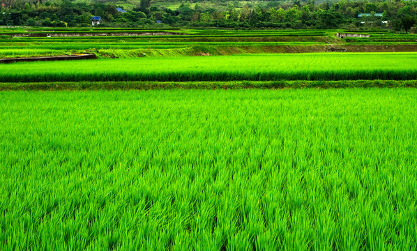 Green Rice的背景