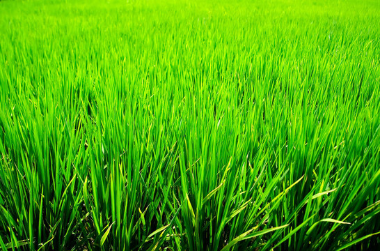 Green Rice的背景