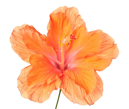 芙蓉分離