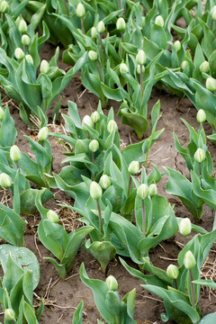 郁金香花蕾