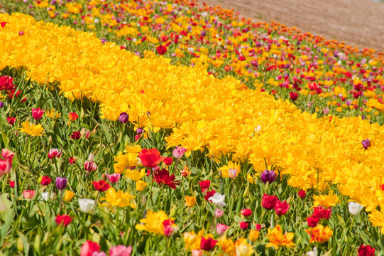 郁金香田野
