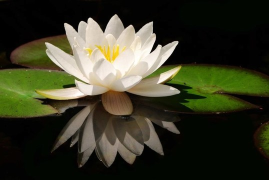 白蓮花