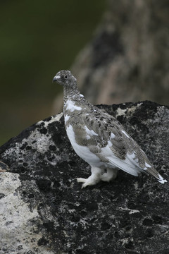 在巖雷鳥