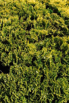 Green tree bush（垂直）