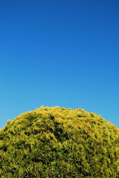 Green tree bush（垂直）