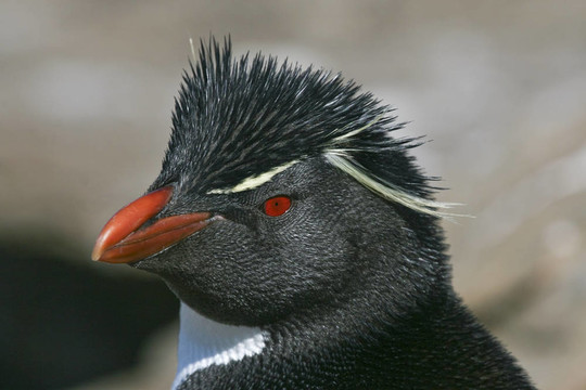 鳳冠企鵝