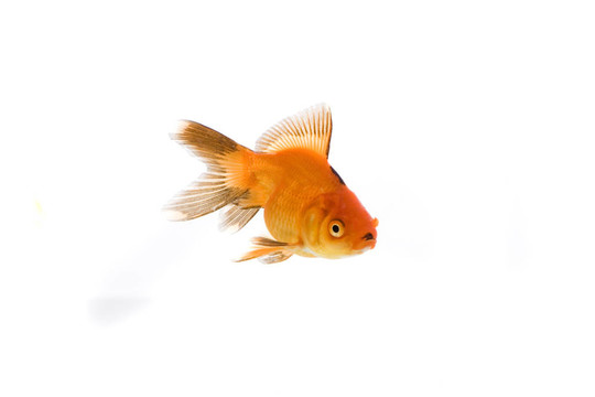 金魚