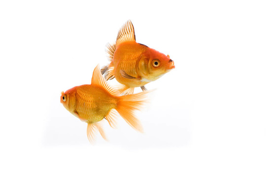 金魚