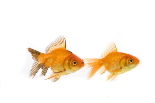 金魚