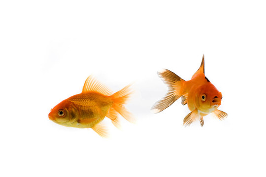 金魚
