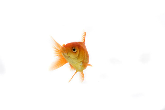 金魚(yú)