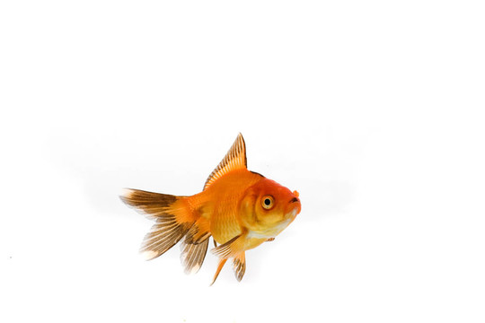 金魚