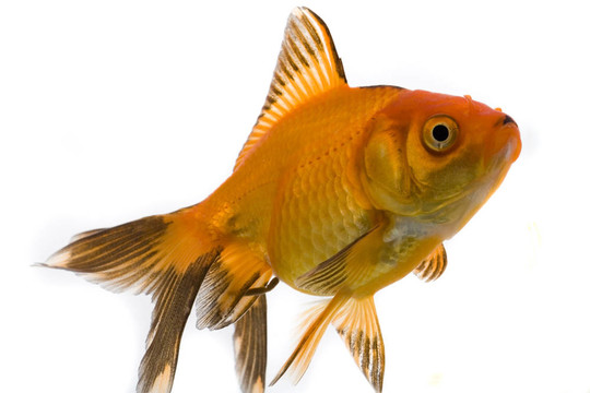 金魚