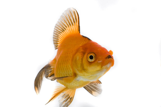 金魚