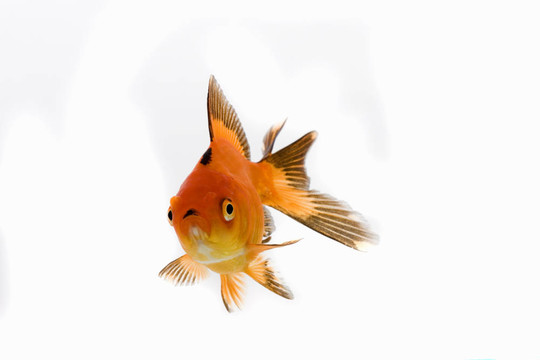 金魚