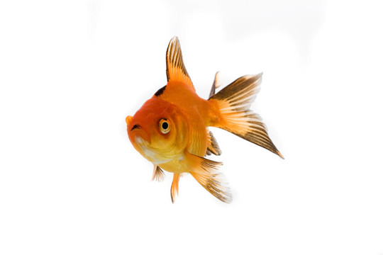 金魚
