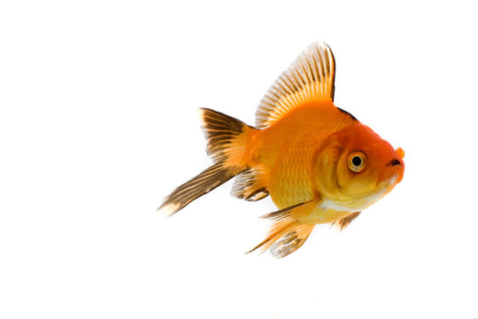 金魚(yú)形象