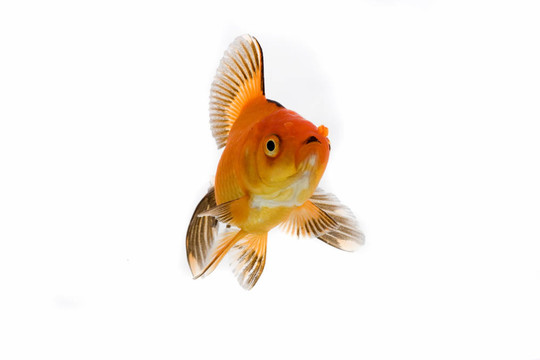 金魚形象