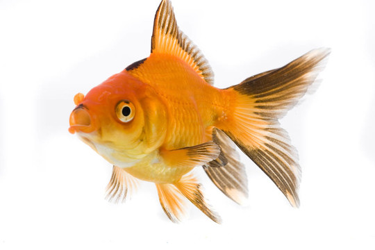金魚(yú)形象
