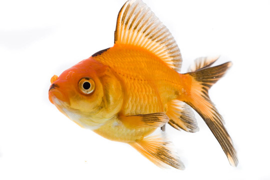 金魚形象