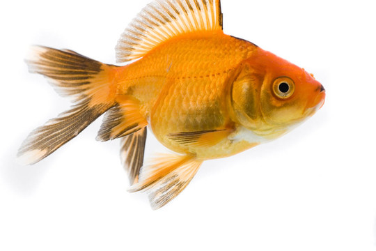 金魚(yú)形象