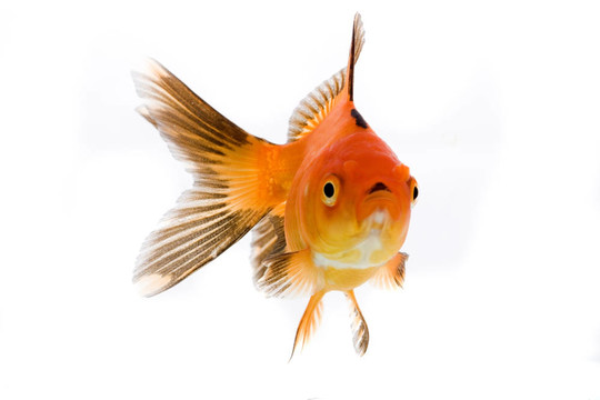 金魚形象