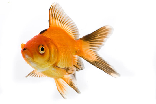 金魚形象