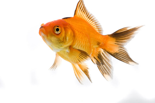金魚形象