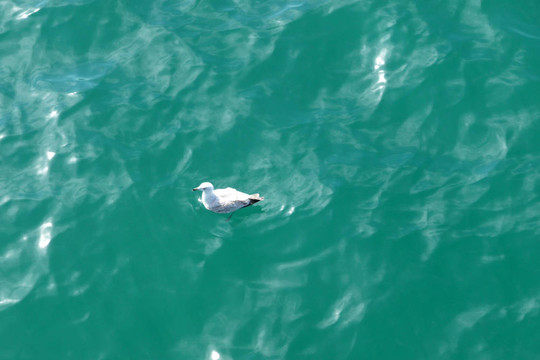 在布賴頓水海鷗
