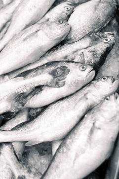 魚的質(zhì)量