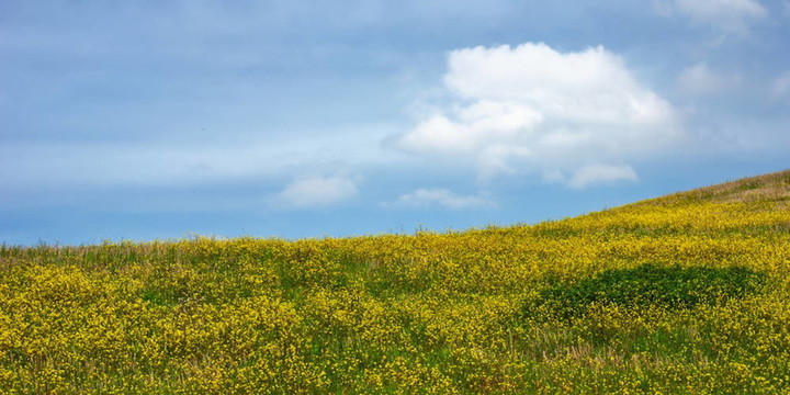 山坡和黃色的花