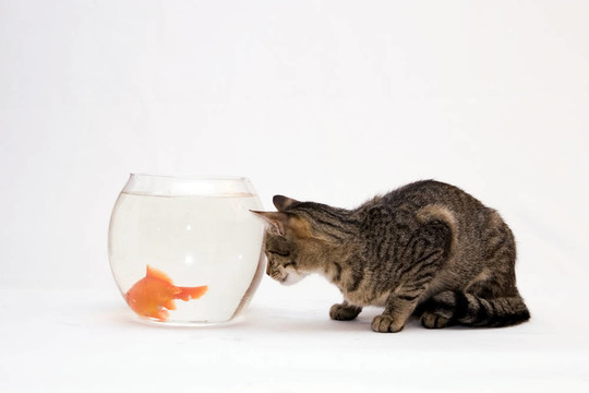 家里的貓和一只金魚。
