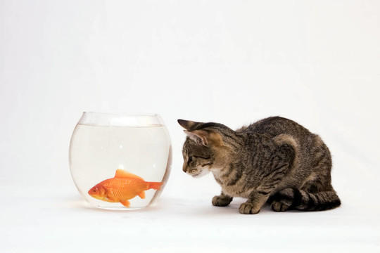 家里的貓和一只金魚(yú)。
