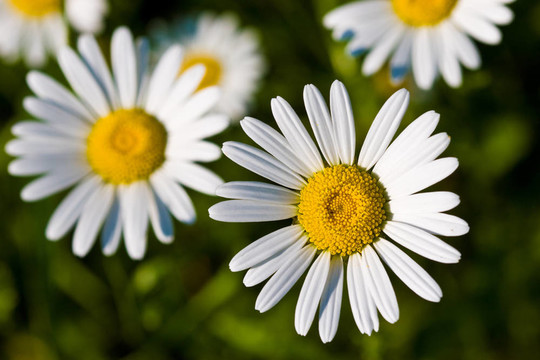甘菊