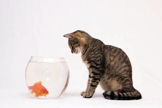 家里的貓和一只金魚。