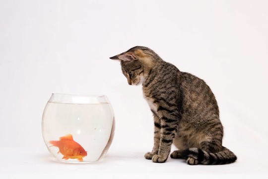 家里的猫和一只金鱼。