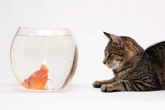 家里的貓和一只金魚(yú)。