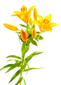 莉莉花束孤立