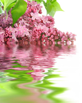 丁香花和白色的倒影