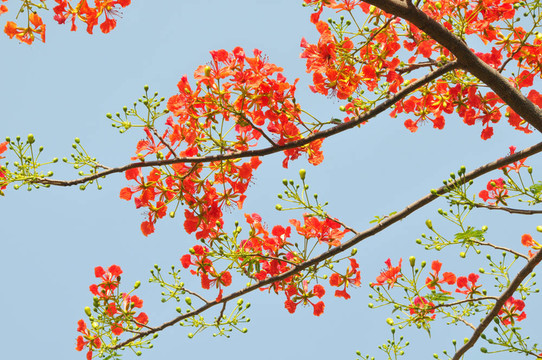 紅色的花
