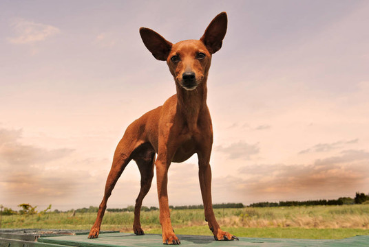 迷你杜賓犬