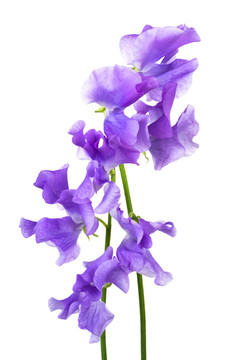 藍色的花