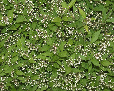 葉與White Flowers