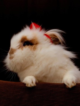 獅子頭兔