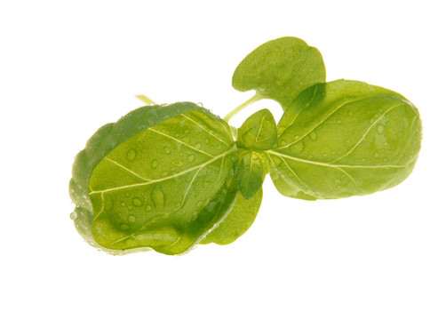 巴茲爾特寫(xiě)