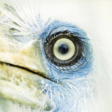 鳥眼特寫