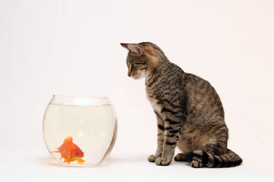家里的貓和一只金魚。