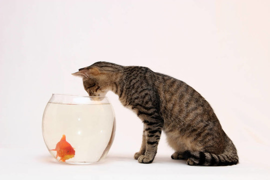 家里的貓和一只金魚。