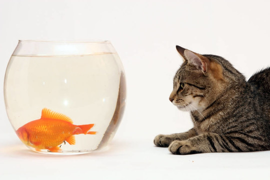 家里的貓和一只金魚。