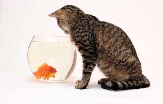 家里的貓和一只金魚。